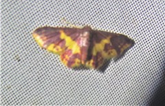 Lophosis labeculata