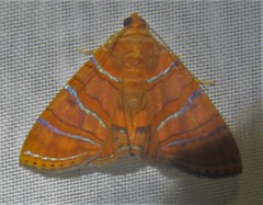 Eulepidotis inclyta