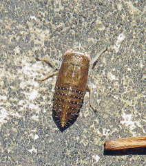 Allygidius atomarius