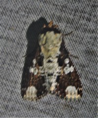 Condica imitata