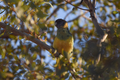 Barnardius zonarius zonarius