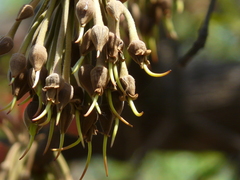 Madhuca longifolia latifolia