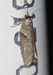 Lepidoscia euryptera