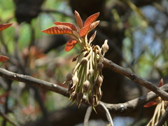 Madhuca longifolia latifolia