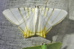 Phrygionis platinata