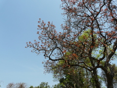 Madhuca longifolia latifolia