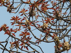 Madhuca longifolia latifolia