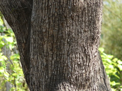 Madhuca longifolia latifolia