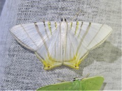 Phrygionis platinata