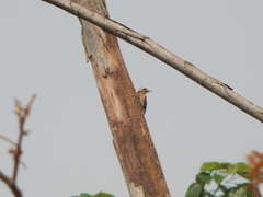 Dendrocopos analis