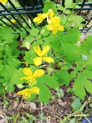 Chelidonium majus