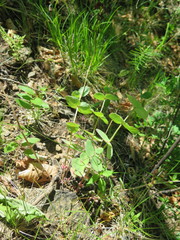 Hylotelephium ussuriense