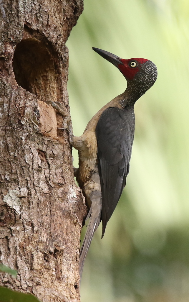 Ashy Woodpecker