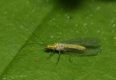 Hypochrysa elegans