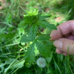 Potentilla intermedia