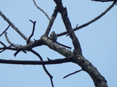 Dendrocopos analis