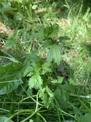 Potentilla intermedia