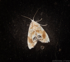 Holocryptis phasianura