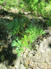 Kitagawia terebinthacea