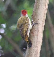 Chloropicus poecilolaemus