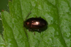 Crepidodera aurea