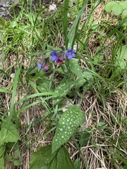 Pulmonaria stiriaca
