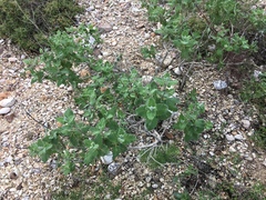 Salvia dominica