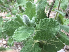 Salvia dominica