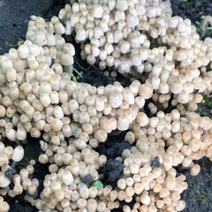 Coprinellus disseminatus