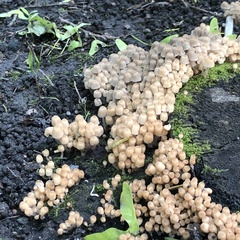 Coprinellus disseminatus