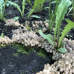 Coprinellus disseminatus