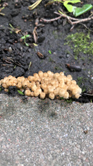 Coprinellus disseminatus
