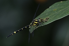 Macrogomphus wynaadicus