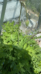 Papaver cambricum