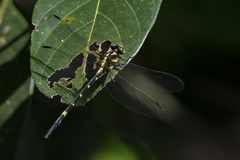 Macrogomphus wynaadicus