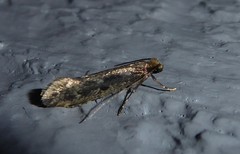 Tinea pallescentella