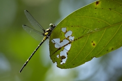 Macrogomphus wynaadicus