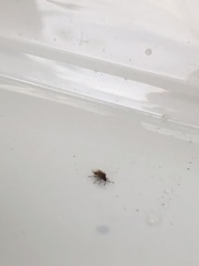 Kleidocerys resedae