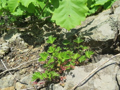 Potentilla ancistrifolia