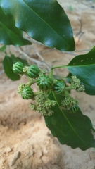 Coptosperma mitochondrioides