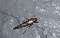 Tinea pallescentella