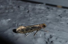 Tinea pallescentella