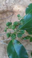 Coptosperma mitochondrioides