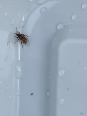Kleidocerys resedae