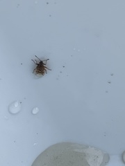 Kleidocerys resedae