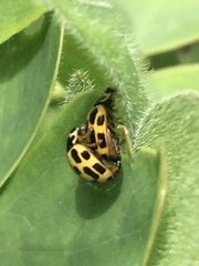 Propylea quatuordecimpunctata