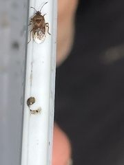 Kleidocerys resedae