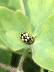 Propylea quatuordecimpunctata