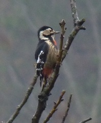 Dryobates cathpharius