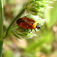 Deraeocoris punctum